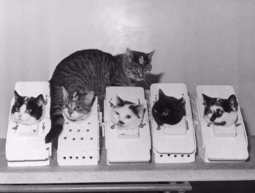 Dame una pata: los internautas están recaudando dinero para un monumento al gato cosmonauta Dame una pata: los internautas están recaudando dinero para un monumento al gato cosmonauta