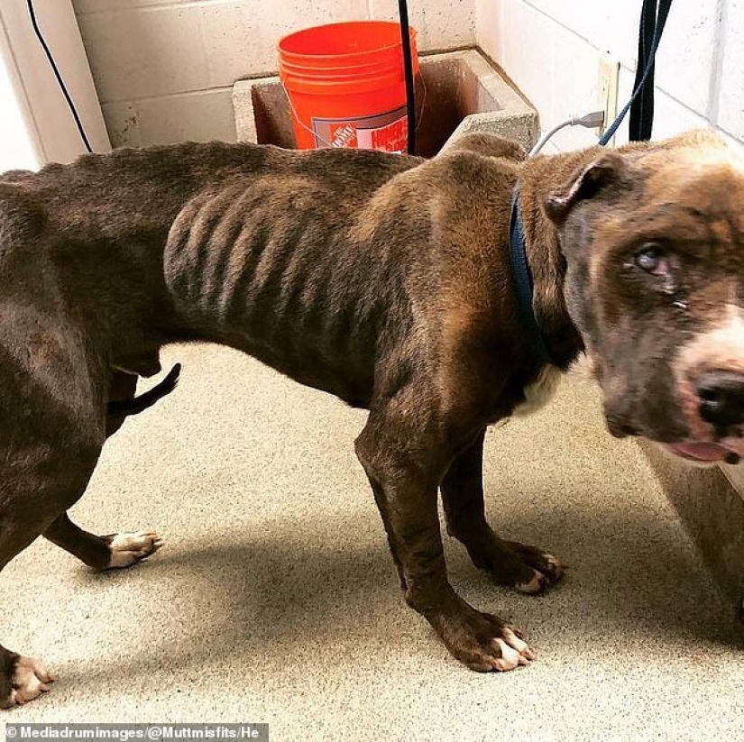 Dando vida a los marginados: una familia de Oklahoma salvó a más de 300 perros lisiados y enfermos Dando vida a los marginados: una familia de Oklahoma salvó a más de 300 perros lisiados y enfermos