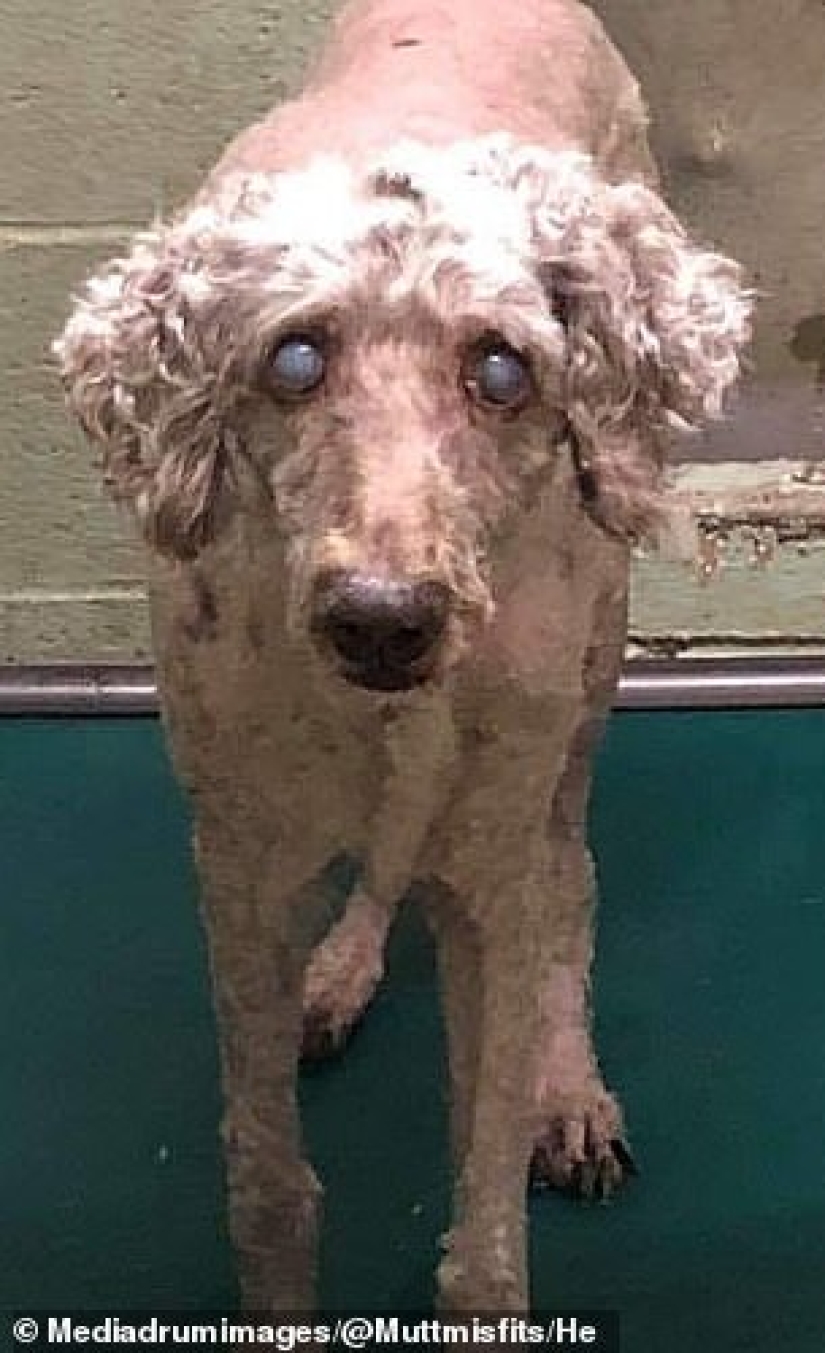 Dando vida a los marginados: una familia de Oklahoma salvó a más de 300 perros lisiados y enfermos Dando vida a los marginados: una familia de Oklahoma salvó a más de 300 perros lisiados y enfermos