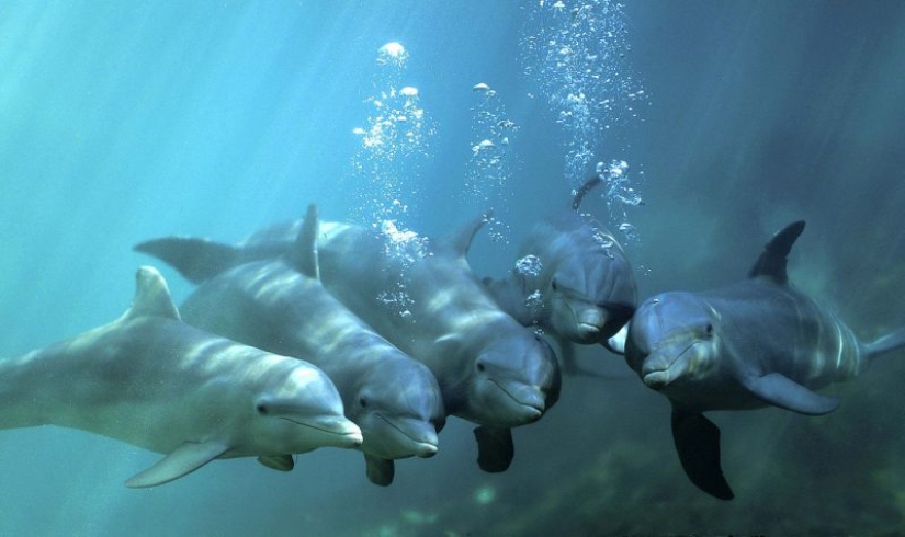 Datos inesperados sobre los delfines Datos inesperados sobre los delfines
