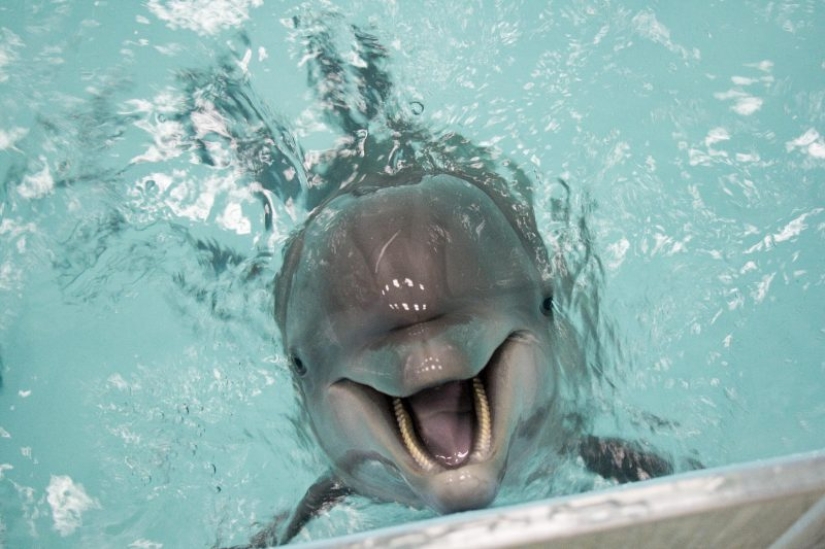 Datos inesperados sobre los delfines Datos inesperados sobre los delfines