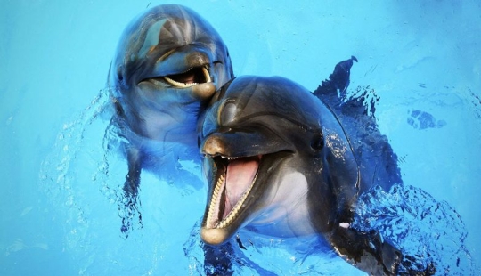 Datos inesperados sobre los delfines