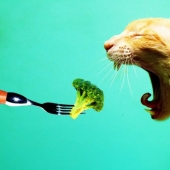 ¡Datos vegetarianos que quizás no sepas! ¡Datos vegetarianos que quizás no sepas!