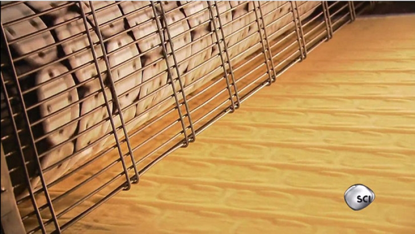 De qué, de qué, de qué son... Pringles fichas de