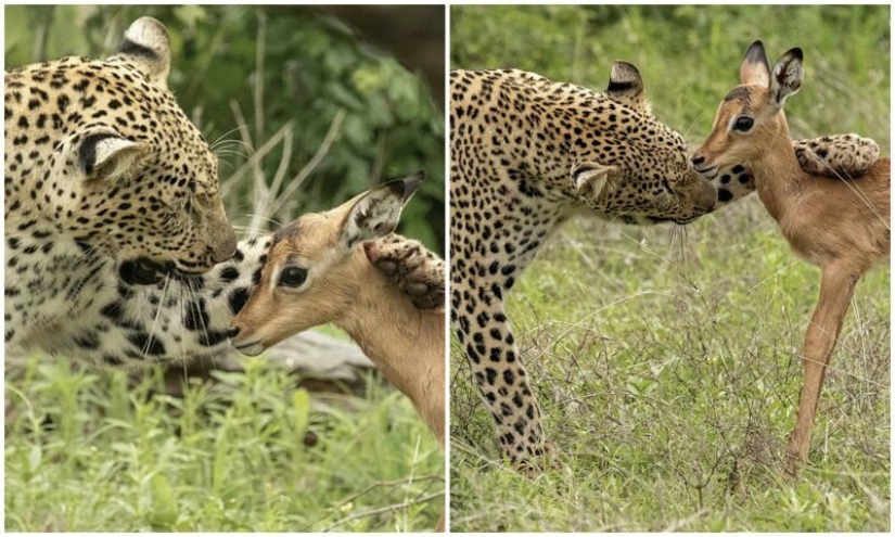 Deadly tenderness of a predator: leopard and Impala Deadly tenderness of a predator: leopard and Impala