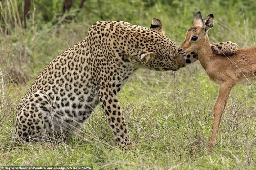 Deadly tenderness of a predator: leopard and Impala Deadly tenderness of a predator: leopard and Impala