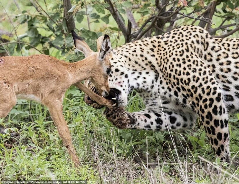 Deadly tenderness of a predator: leopard and Impala Deadly tenderness of a predator: leopard and Impala
