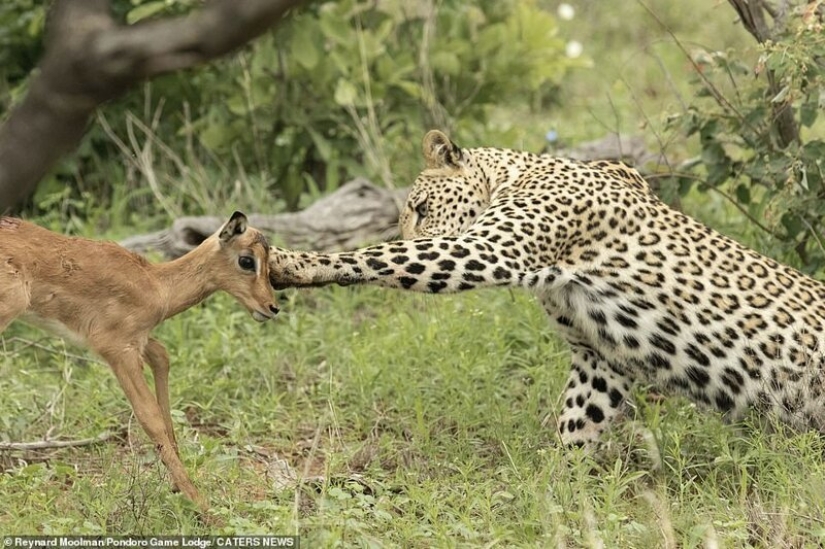 Deadly tenderness of a predator: leopard and Impala Deadly tenderness of a predator: leopard and Impala