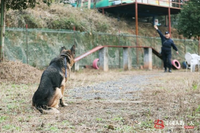 Decent old age of service dogs: a Chinese dog handler has opened a shelter for retired dogs