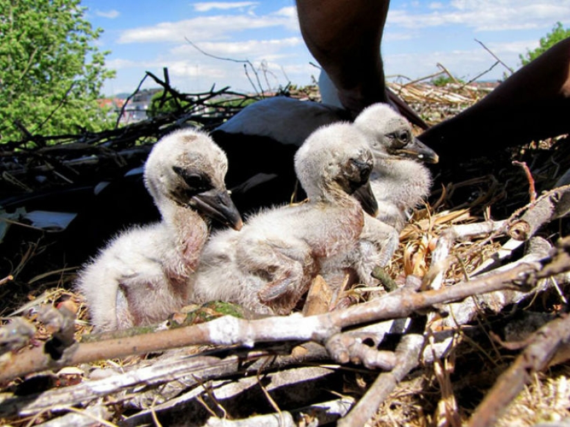 Desde hace 15 años, la cigüeña, superando 13 mil kilómetros, llega a su novia herida