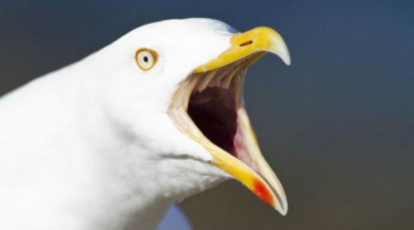 Después de 17 años, el hotel perdonó al huésped en cuya habitación las voraces gaviotas organizaron un pogromo