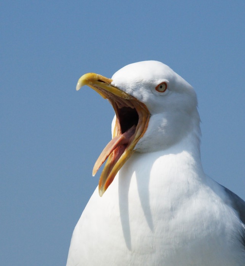 Después de 17 años, el hotel perdonó al huésped en cuya habitación las voraces gaviotas organizaron un pogromo