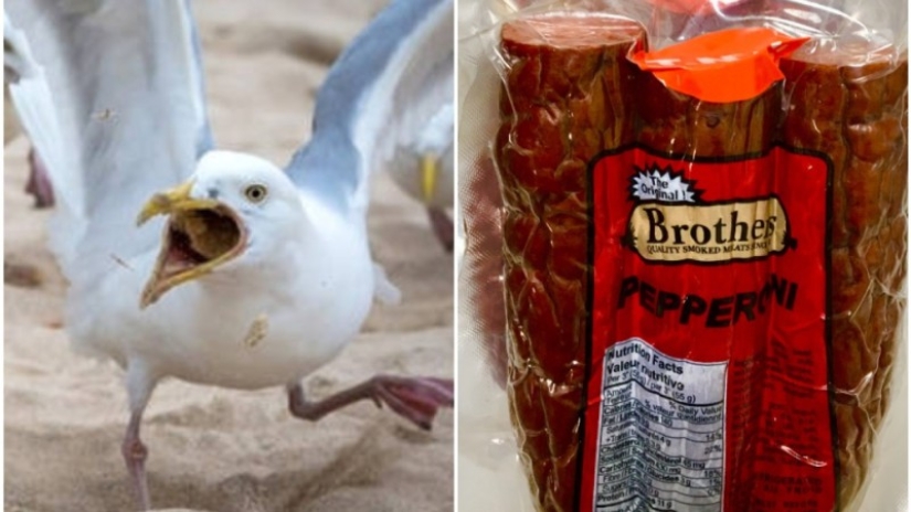 Después de 17 años, el hotel perdonó al huésped en cuya habitación las voraces gaviotas organizaron un pogromo