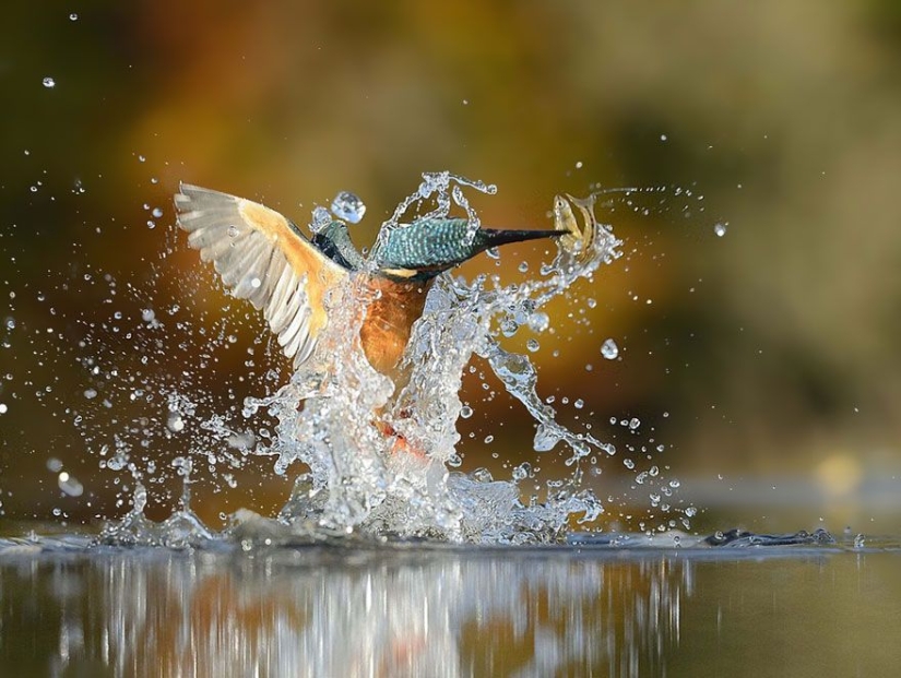 Después de 6 años y 720 mil intentos, el fotógrafo tomó la foto perfecta del martín pescador