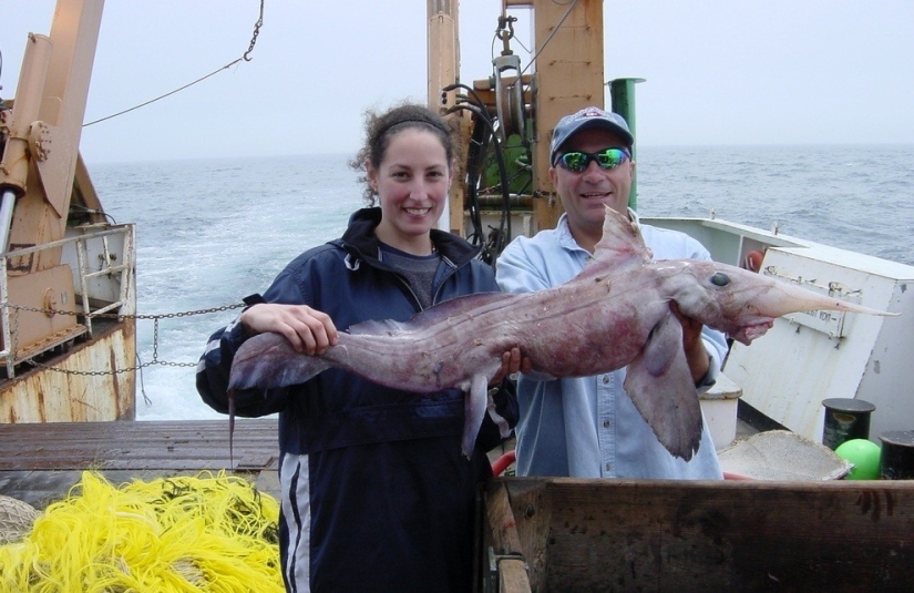 Diez de los peces oceánicos más inusuales Diez de los peces oceánicos más inusuales