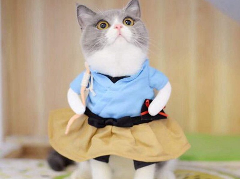 Disfraces divertidos de Aliexpress para mascotas.