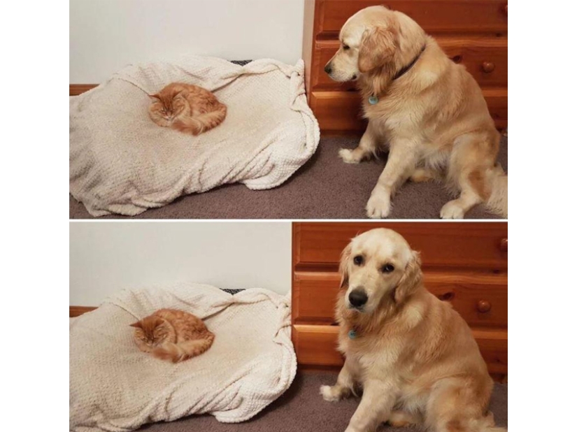 Divertidas tomas de la complicada relación entre perros y gatos