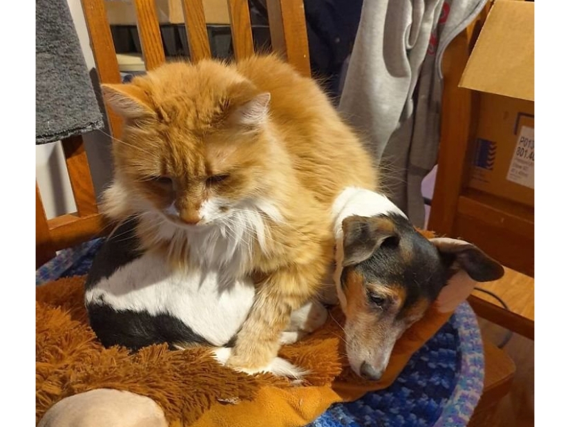 Divertidas tomas de la complicada relación entre perros y gatos