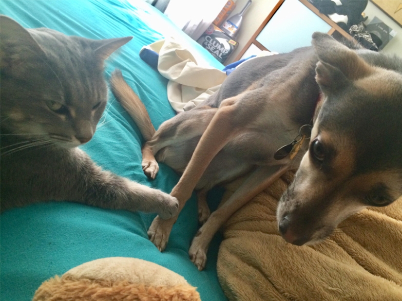 Divertidas tomas de la complicada relación entre perros y gatos
