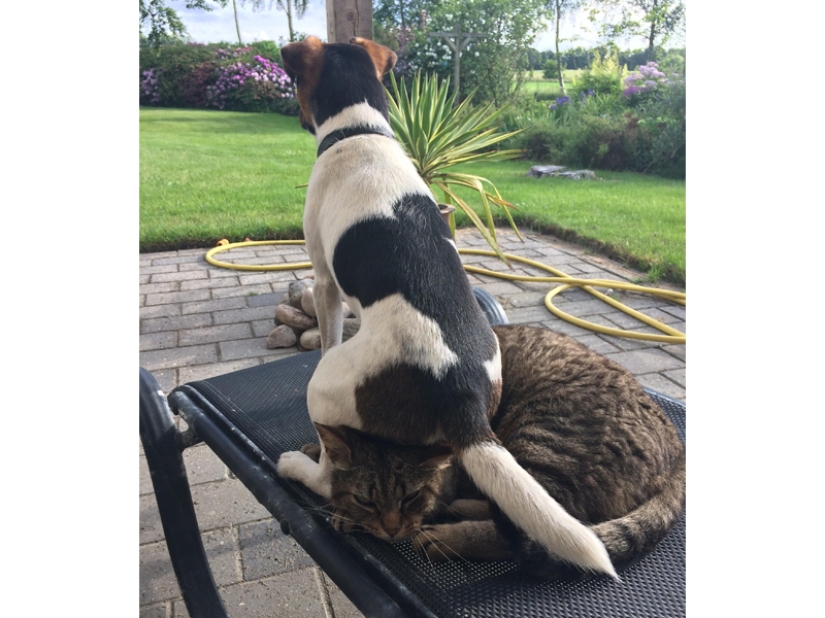 Divertidas tomas de la complicada relación entre perros y gatos