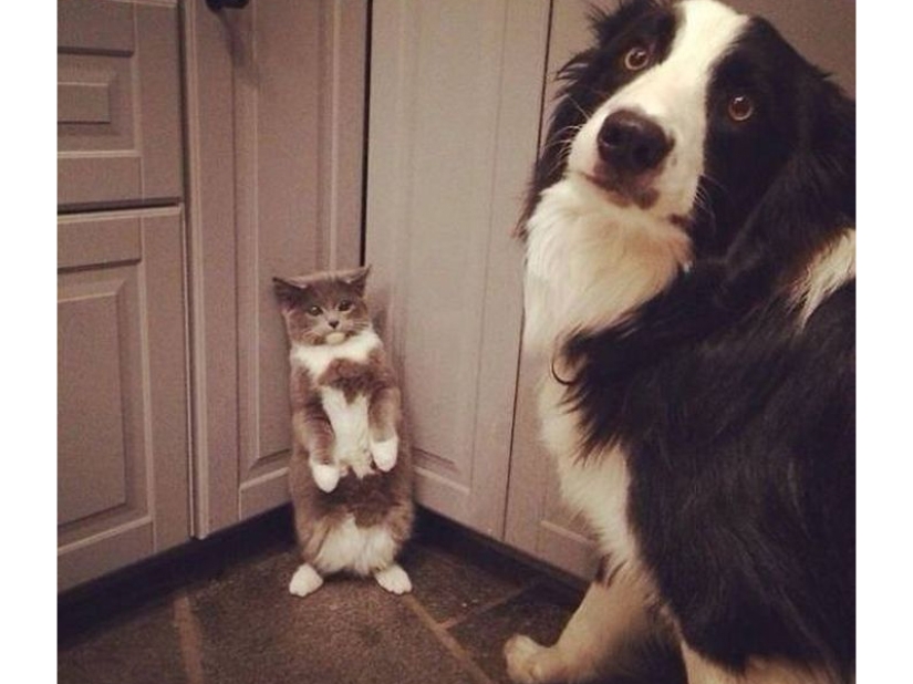 Divertidas tomas de la complicada relación entre perros y gatos