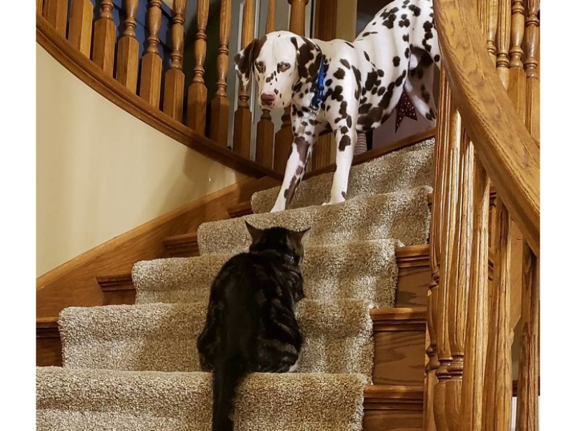 Divertidas tomas de la complicada relación entre perros y gatos