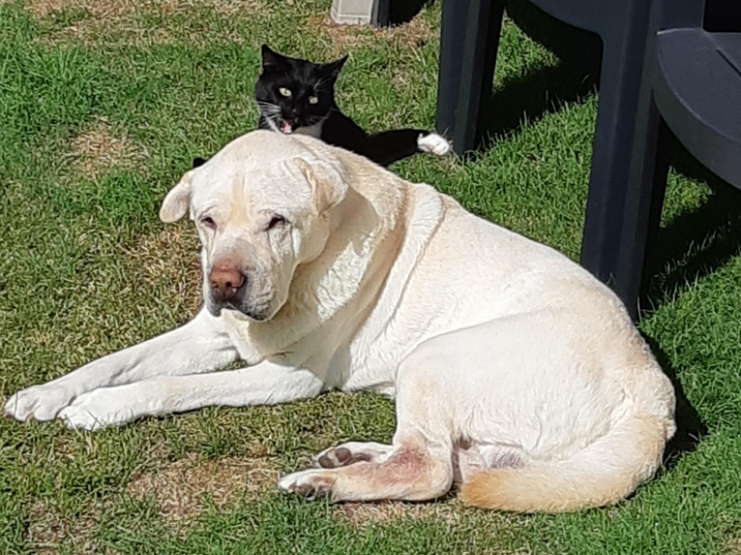 Divertidas tomas de la complicada relación entre perros y gatos