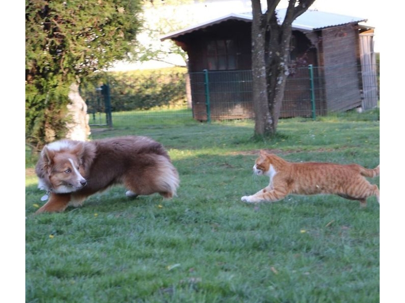 Divertidas tomas de la complicada relación entre perros y gatos