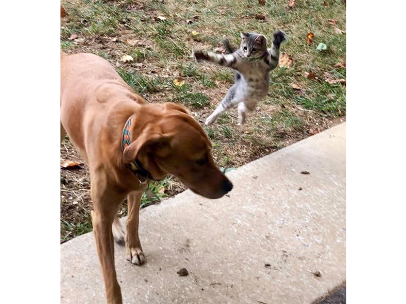 Divertidas tomas de la complicada relación entre perros y gatos