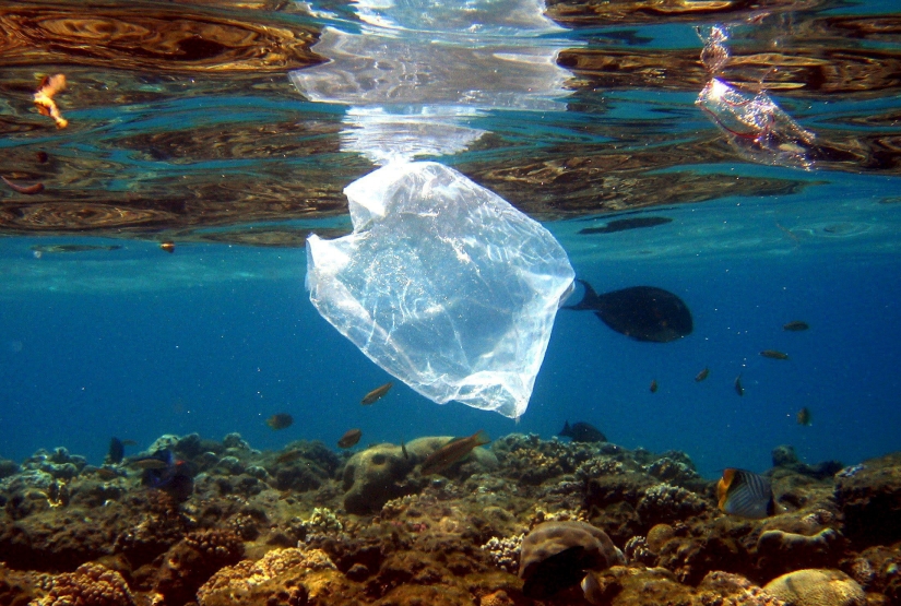 Do you like seafood? Then you regularly eat plastic Do you like seafood? Then you regularly eat plastic