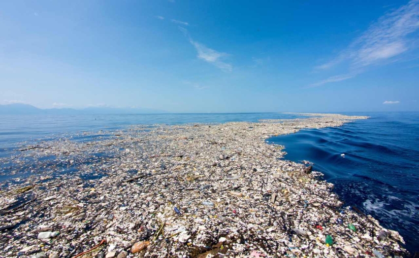 Do you like seafood? Then you regularly eat plastic Do you like seafood? Then you regularly eat plastic