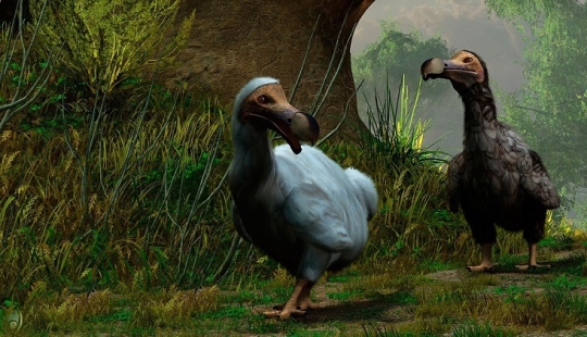 Dodo de bec: 10 especies animales extintas que pronto serán revividas