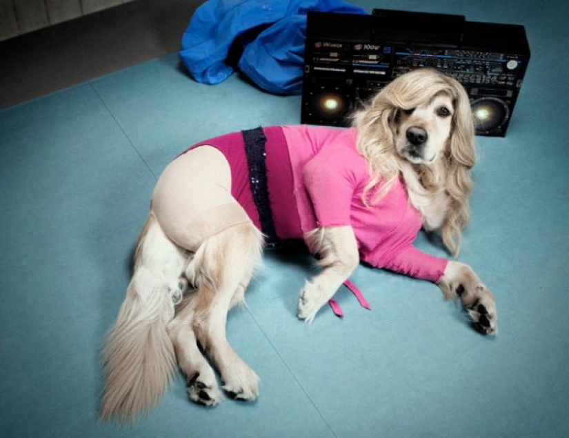 Dog Parodies Iconic Madonna Photos