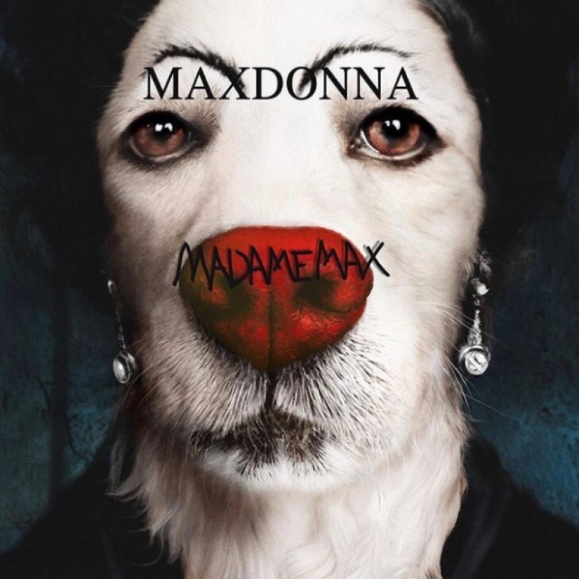 Dog Parodies Iconic Madonna Photos