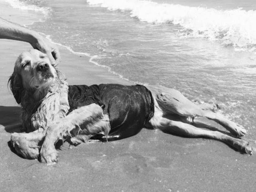 Dog Parodies Iconic Madonna Photos