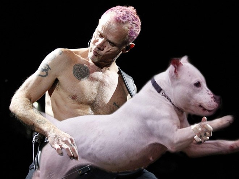 Dogs instead of guitars