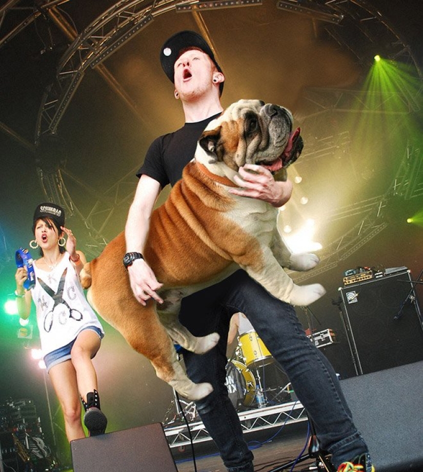 Dogs instead of guitars