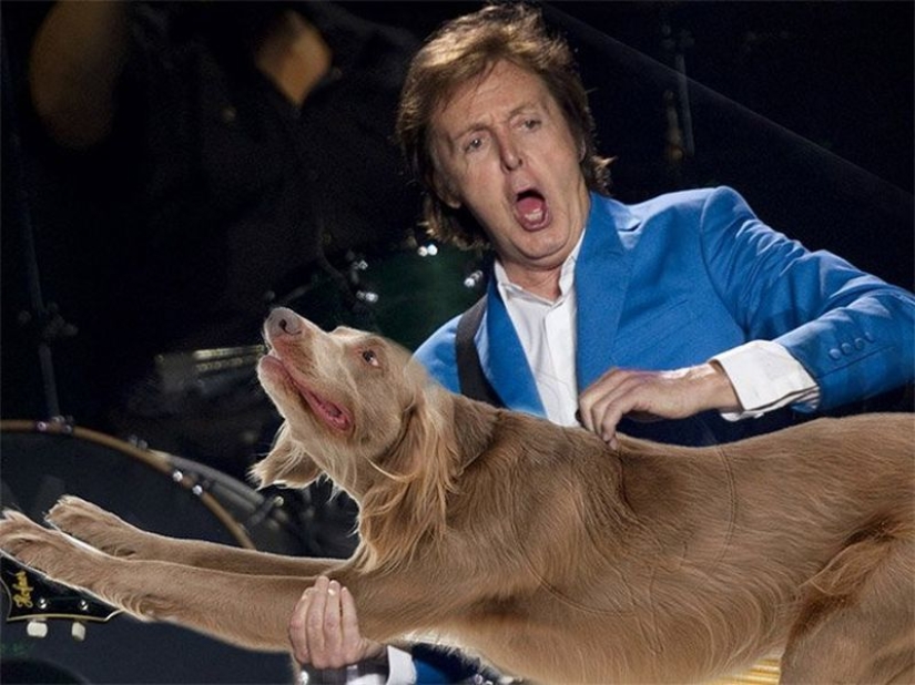 Dogs instead of guitars