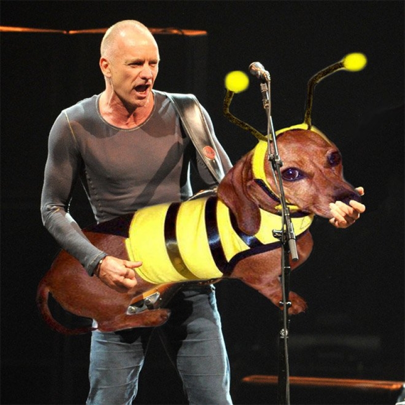 Dogs instead of guitars