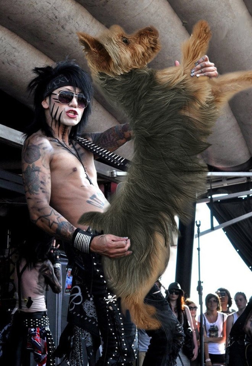 Dogs instead of guitars