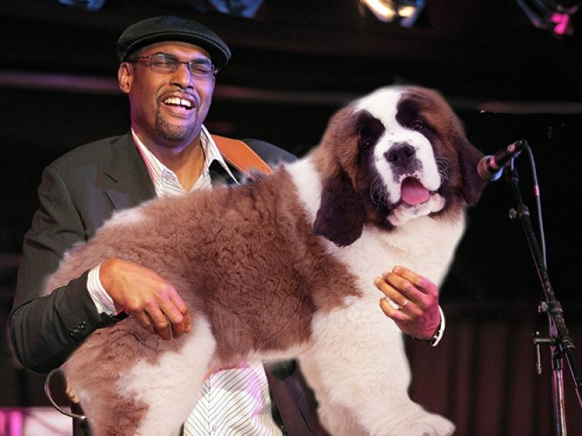 Dogs instead of guitars