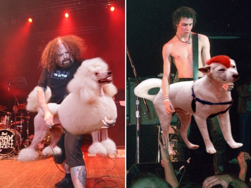Dogs instead of guitars