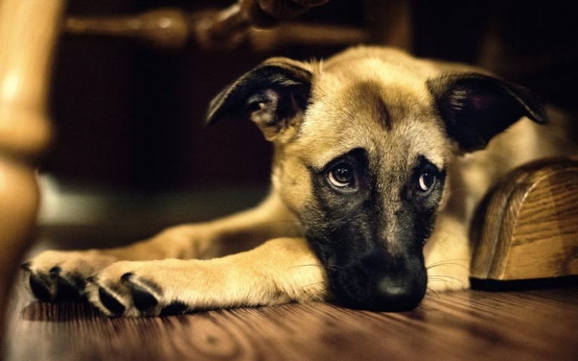 Dogs that are very offended Dogs that are very offended