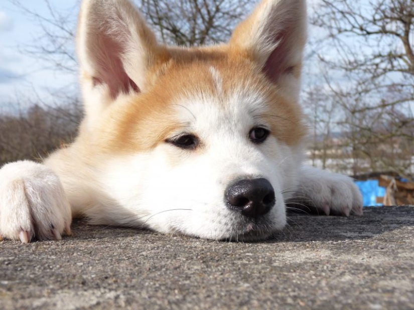 Dogs that are very offended Dogs that are very offended