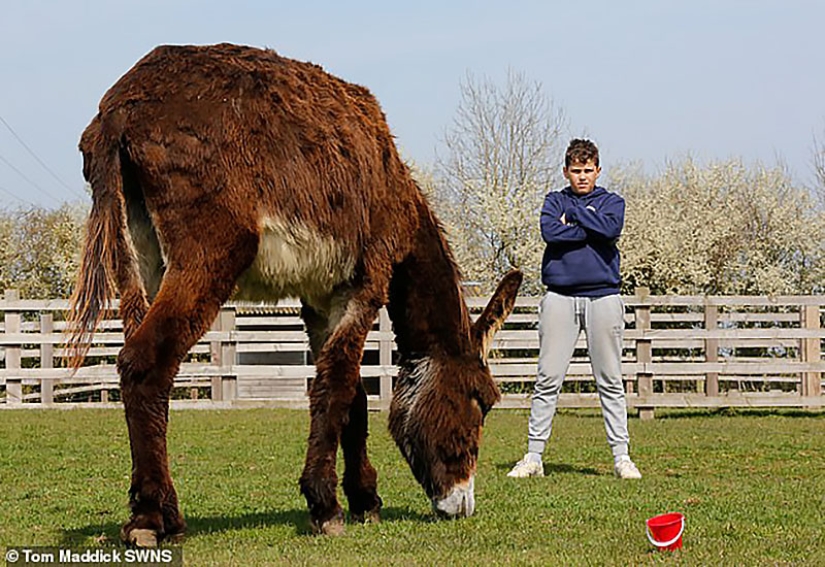 Donkey Derrick, living in a British nature reserve, will soon become the largest in the world