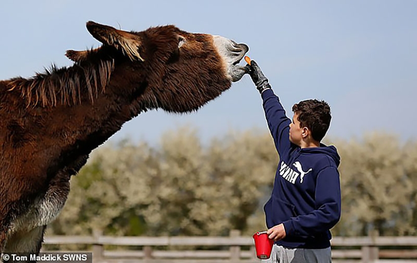 Donkey Derrick, living in a British nature reserve, will soon become the largest in the world