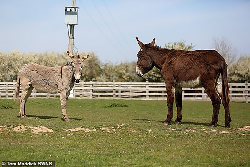 Donkey Derrick, living in a British nature reserve, will soon become the largest in the world