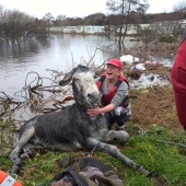 Donkey thanked his rescuers with a grateful smile