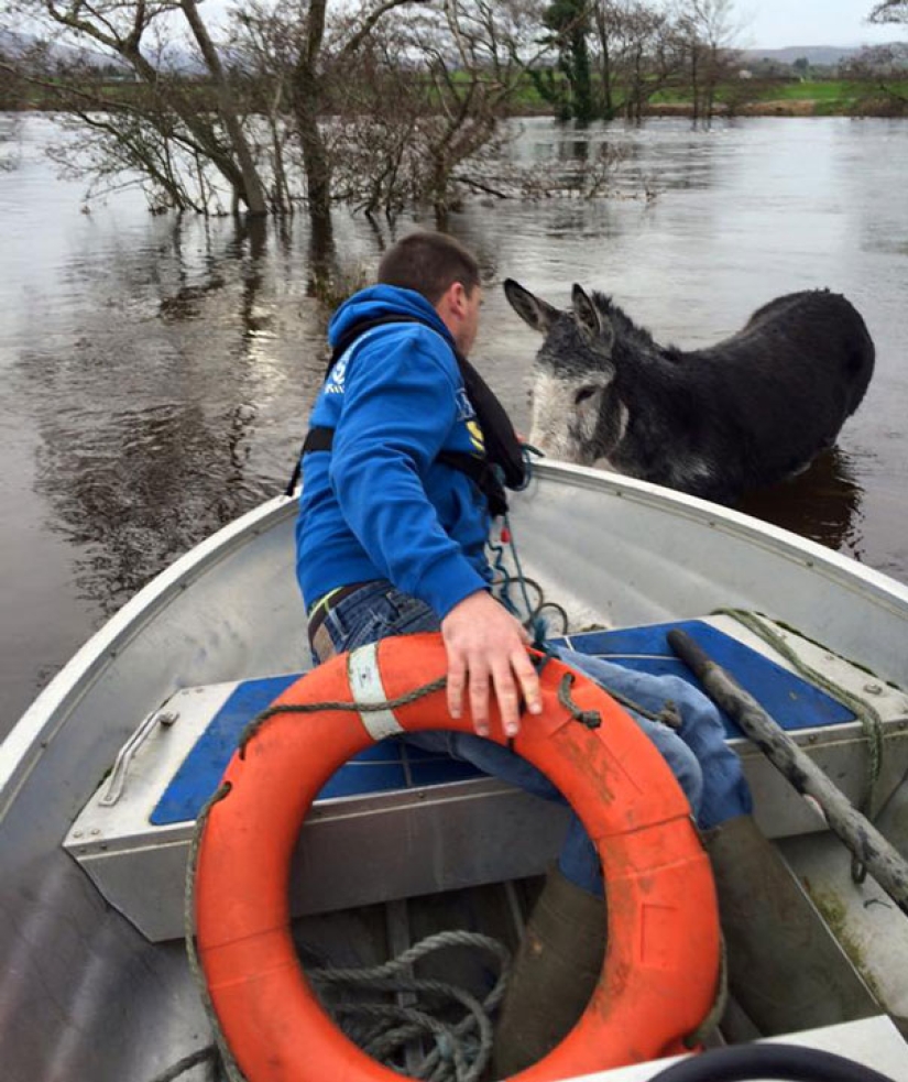 Donkey thanked his rescuers with a grateful smile Donkey thanked his rescuers with a grateful smile