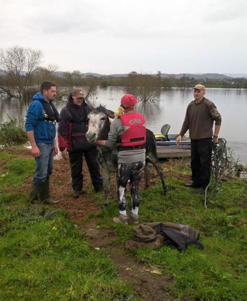 Donkey thanked his rescuers with a grateful smile Donkey thanked his rescuers with a grateful smile